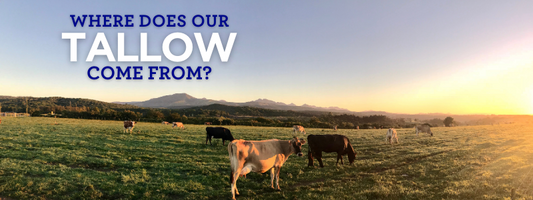 Where Does Tallow Come From? From Pasture to Jar